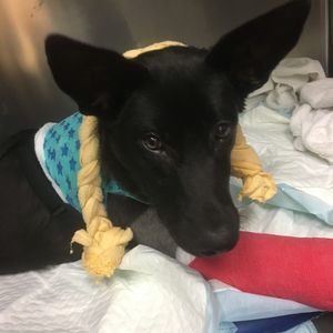 Meet your Posher, Ren yu